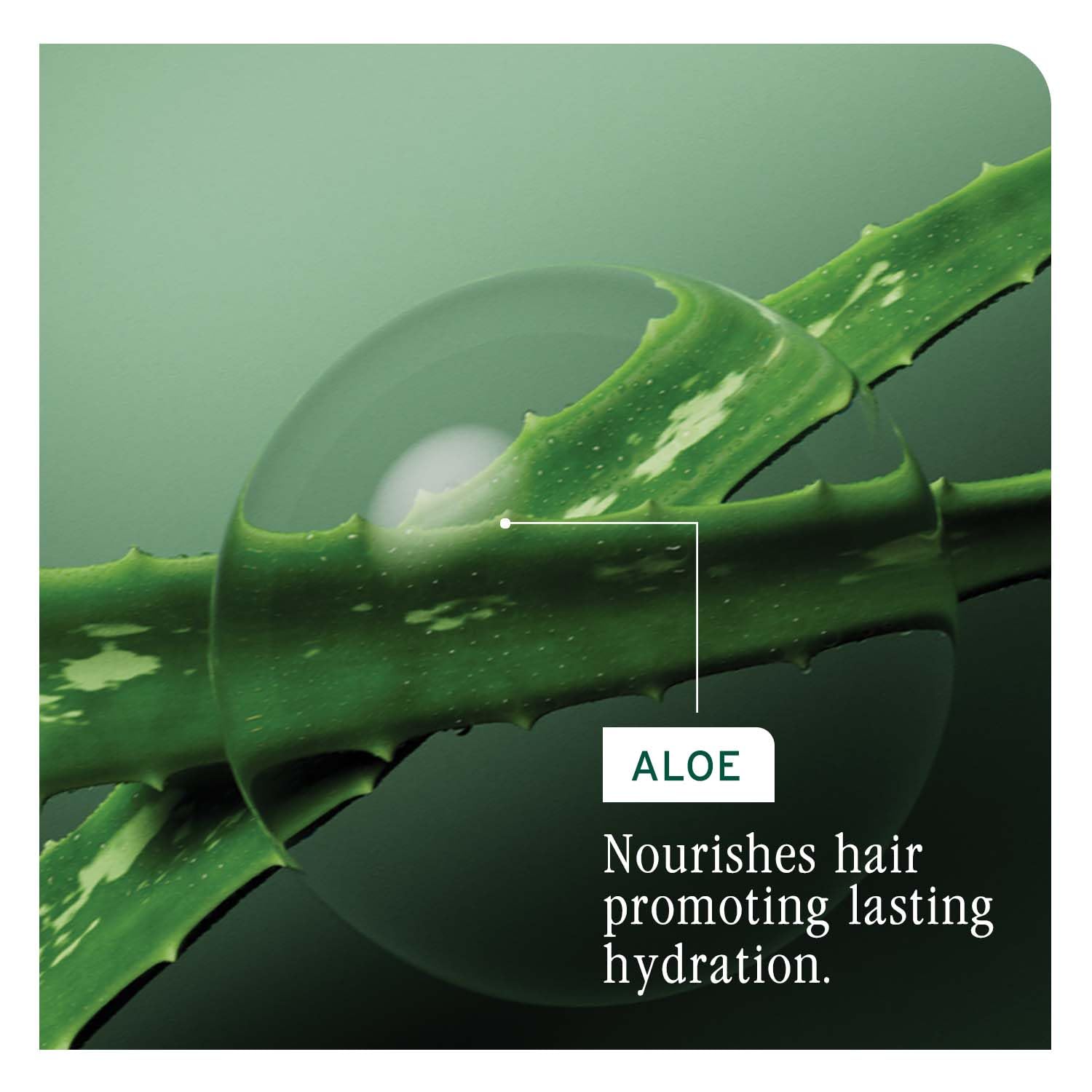 MATRIX Biolage Hydrasource Conditioner-1000ml